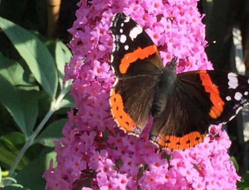 Spring at Casa Traca