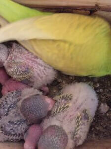 Casa Traca baby grasparkieten
