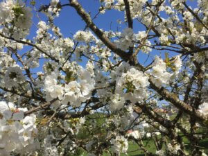 Casa Traca Centraal Portugal Bed and Breakfast bloesemboom nieuw leven
