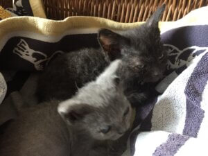 kittens Dorus en Jip Casa Traca