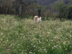 Joep Labrador retriever van de B&B Arganil