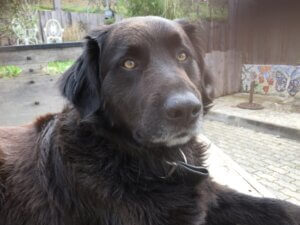 Teun Serra da Estrela hond