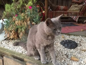 Nazomeren in de Serra do Açor 3 Nazomeren in de Serra do Açor in Centraal Portugal bij Casa Traca: onze sherkirk rex gremlin vindt het heerlijk