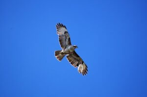 Casa Traca B&B Centraal Portugal Arganil Buizerd