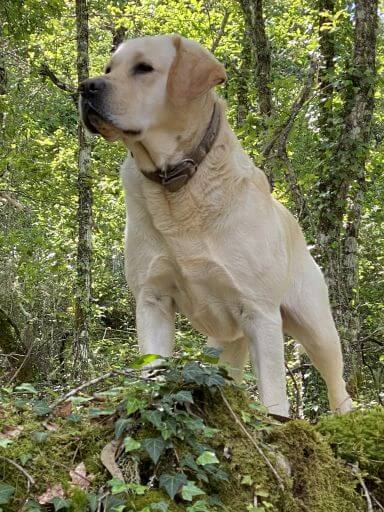 Joep honden welkom bij Casa Traca in Arganil