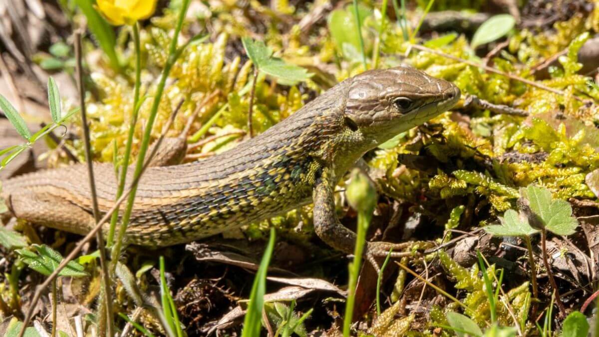 Fraga da Pena 2023 salamander Fraga da Pena