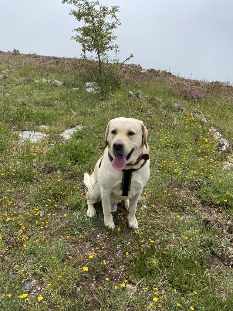 Monte Redondo Joep labrador Monte Redondo Joep labrador