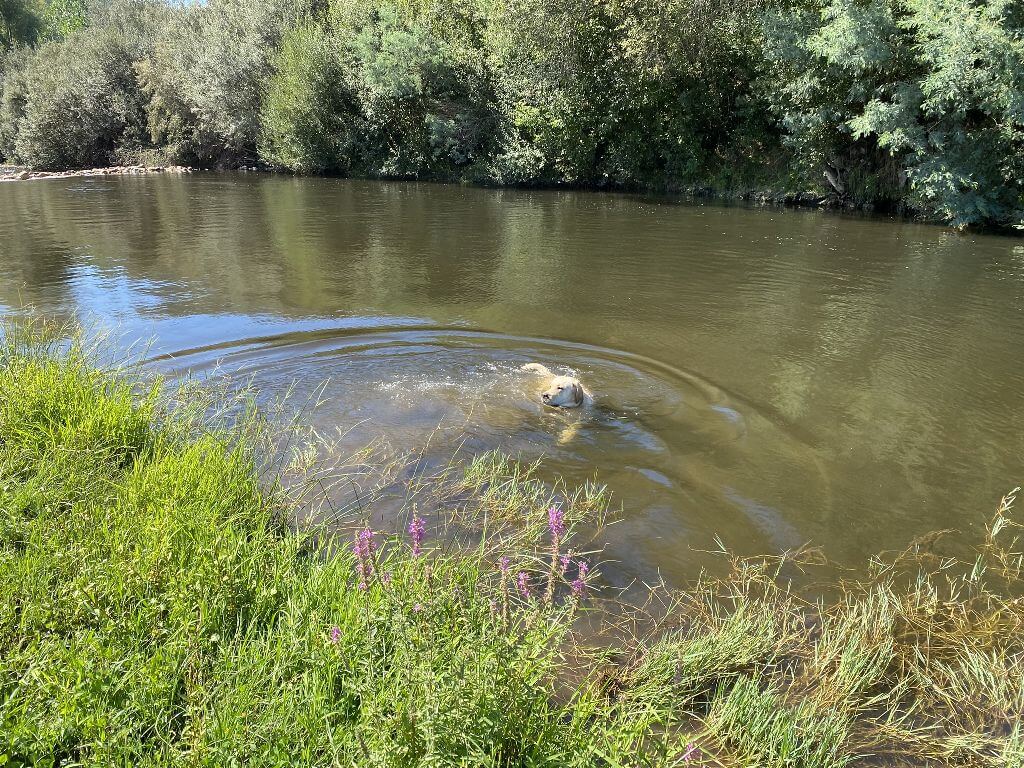 Vakantie met hond Portugal Casa Traca