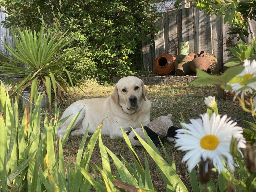 Vakantie met hond Portugal Casa Traca