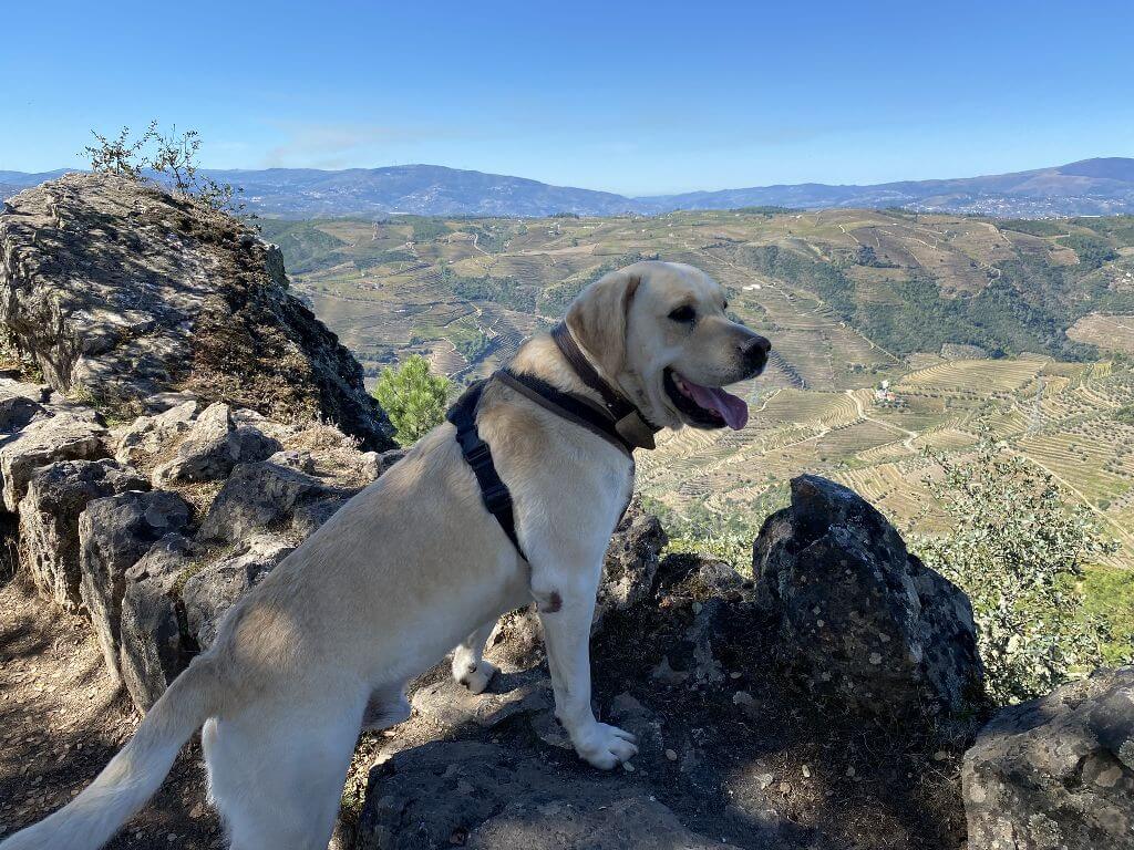 Vakantie met hond Portugal Casa Traca