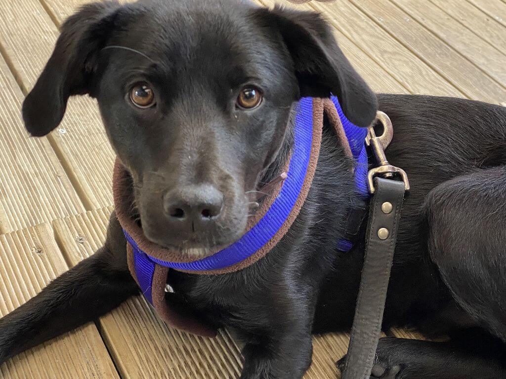 Vakantie met hond Portugal Casa Traca