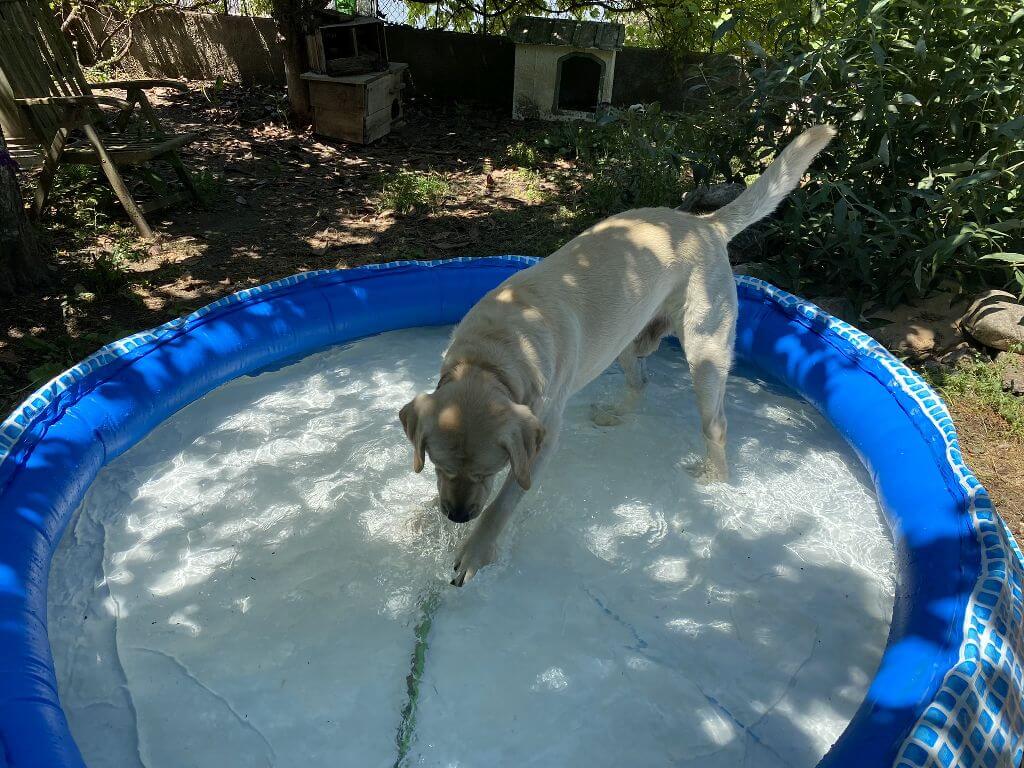 Vakantie met hond Portugal Casa Traca 8